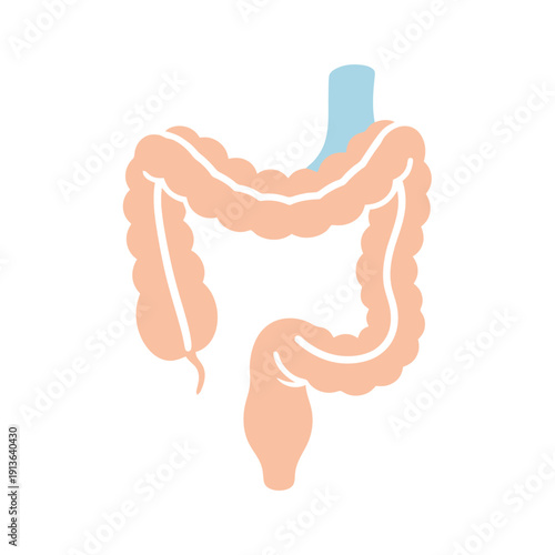 Anatomical illustration of the human large intestine with appendix detail