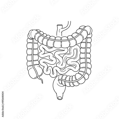 Detailed illustration of the human small intestine and a portion of the large intestine