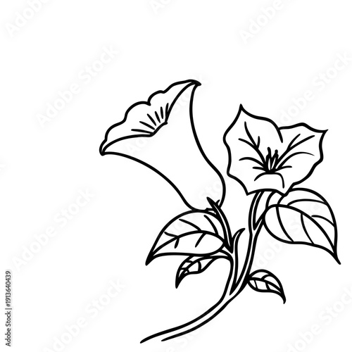 Beautifully Blooming Moonflower (Ipomoea Alba) at Night, a Symbol of Purity and Dreams