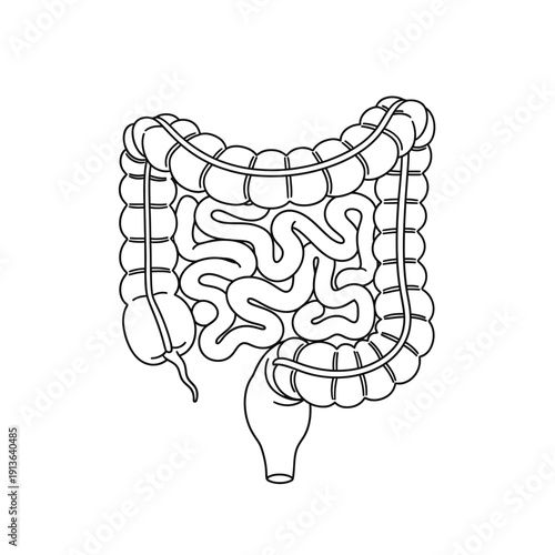 Detailed illustration of the human large intestine showcasing its complex structure