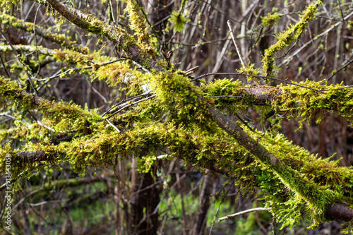 Wallpaper Mural Vibrant green moss growing on the bark of a forest tree in the Pacific Northwest. Torontodigital.ca