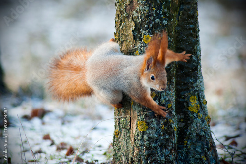 A squirrel in a winter forest