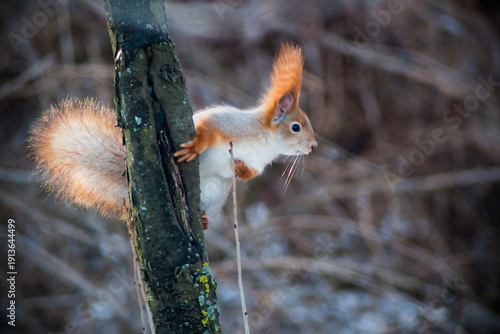 A squirrel in a winter forest