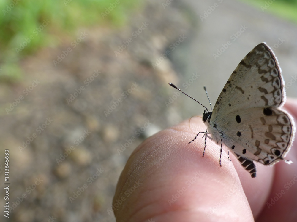 Obraz premium Delicate Butterfly Perched On Human Finger