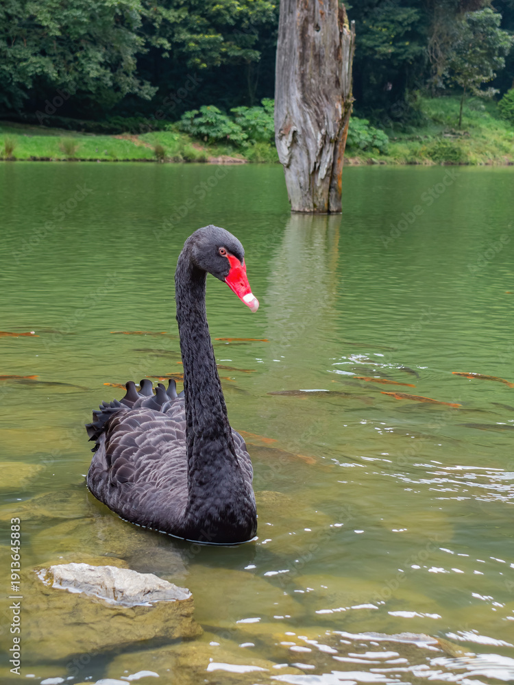 Obraz premium Black Swan With Red Beak In Green Lake