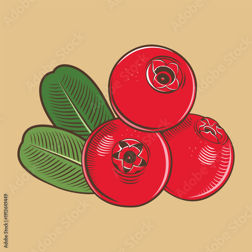 Fresh red cranberries with green leaves on beige background, vector illustration, vintage style