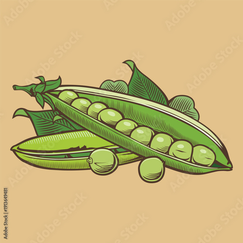 Open pea pods with peas and leaves on beige background, vector illustration, vintage style