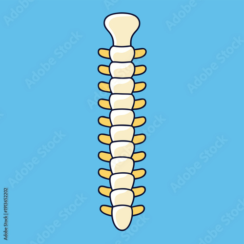 Human spine anatomy bone structure icon for medical education and chiropractic health care