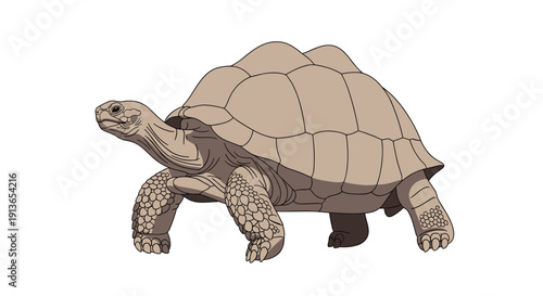 A realistic illustration depicts a large, light brown tortoise with a textured shell and scaly skin walking in profile on a white background.
