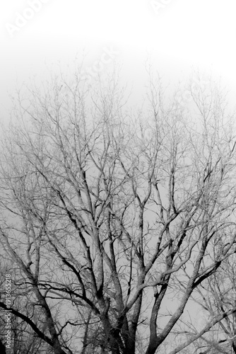 Wallpaper Mural tree in snow, bare branches Torontodigital.ca