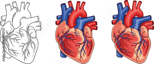 Human heart anatomy illustration set, circulatory system diagram, medical chart, biology learning, health science, vector artwork
