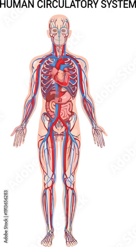 Human circulatory system anatomy illustration, cardiovascular diagram, heart, arteries, veins, medical chart, biology learning, vector artwork