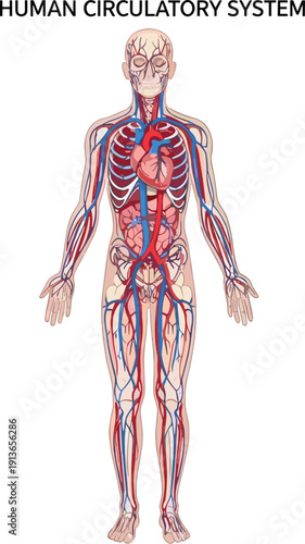 Human circulatory system anatomy illustration, heart, arteries, veins, cardiovascular diagram, medical chart, biology learning, vector artwork