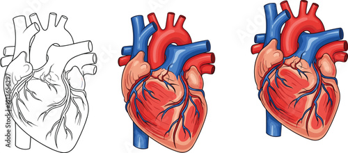 Human heart anatomy illustration set, medical chart, circulatory system diagram, biology learning, health science, vector artwork