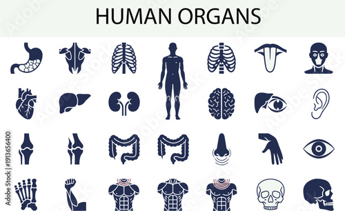 Human organs icon set, anatomy silhouettes, brain, heart, stomach, lungs, liver, kidneys, tooth, ear, medical vector illustration