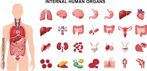 Internal human organs anatomy illustration set, medical chart, biology learning, health science, educational vector artwork