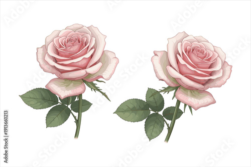 pink rose on white background