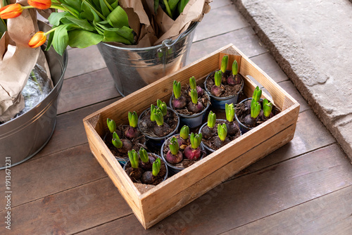 Wallpaper Mural Hyacinth bulbs growing in flower pots. seedlings floral plants at greenhouse. Spring flowers. Tulip bulbs sprouted in wooden box flower shop. Gardening, planting and flora concept. Torontodigital.ca