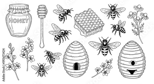 Honey bee and hive illustration set vector graphic elements