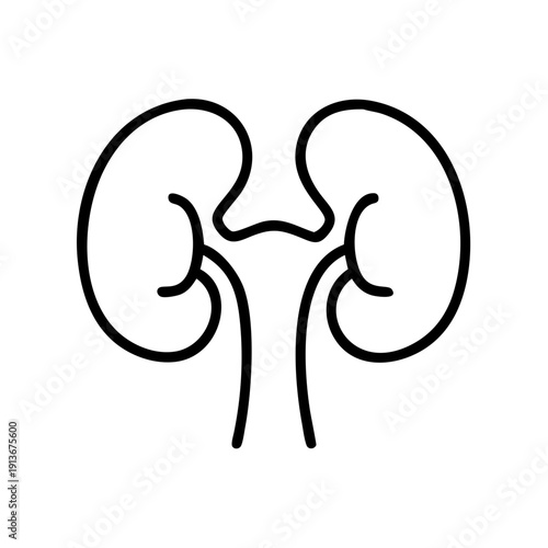 Simple line art representation of human kidneys  