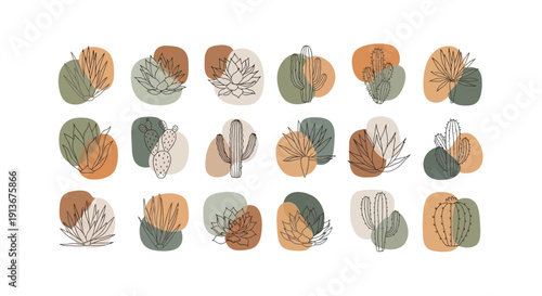 Line art illustrations of various cacti and succulents with abstract color blobs