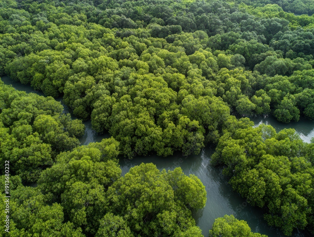 Naklejka premium Aerial view of a dense green mangrove forest with winding dark water channels flowing through drone shot
