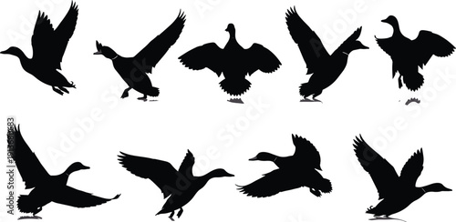 Black Mallard Duck Silhouette Collection Set, Flying Waterfowl Birds Vector Icons, Wild Geese Landing and Taking Off, Isolated Nature Graphic Elements