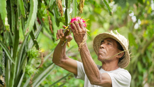 Indonesian man farmer harvesting ripe red dragon fruit from plant on farm, field, or plantation, wearing straw hat, on flores island, indonesia, southeast asia, asian people