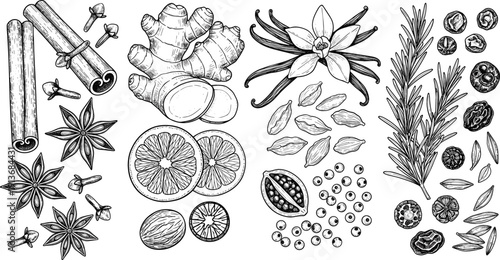 Vintage hand-drawn spice and herb illustration set with engraved botanical elements, culinary ingredients, aromatic seasonings, and natural food design