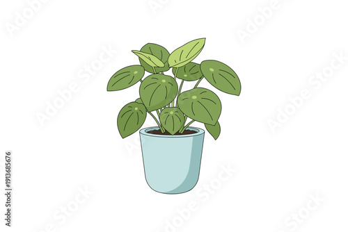 Plant in light blue pot with green leaves on white background