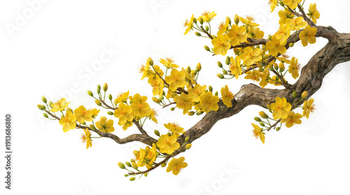 Vibrant yellow apricot blossoms on tree branch isolated on black background