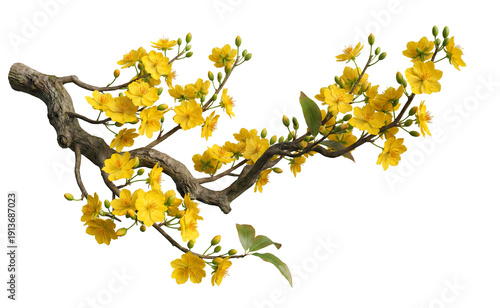 Beautiful Yellow Apricot Blossom Branch Isolated on Solid Black Background