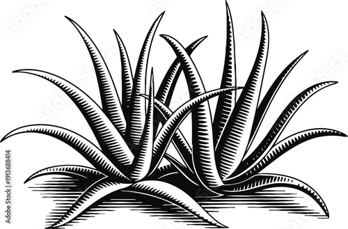 Black and white illustration of aloe vera plant with spiky leaves and textured shading