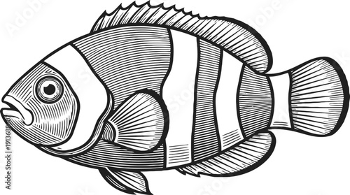 Detailed black and white illustration of a clownfish with prominent stripes and fins