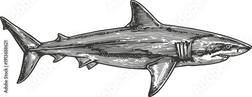 Detailed black and white vintage illustration of a great white shark swimming in the ocean