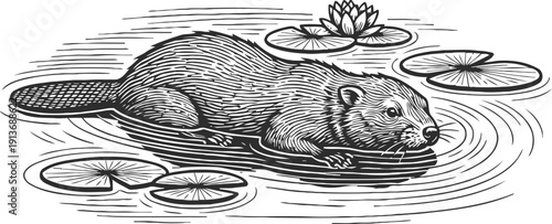 Beaver swimming in the pond among lily pads with a blooming water lily flower