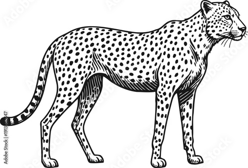 Illustration of a standing cheetah with detailed black spots and stripes, wild animal in profile