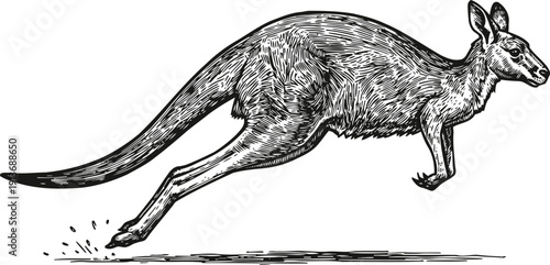 Detailed black and white illustration of a kangaroo in mid jump, wildlife animal drawing