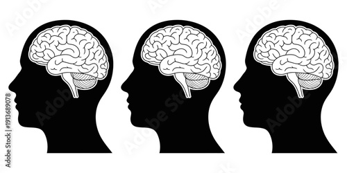 Three human head silhouettes with brains visible from side profile  human anatomy