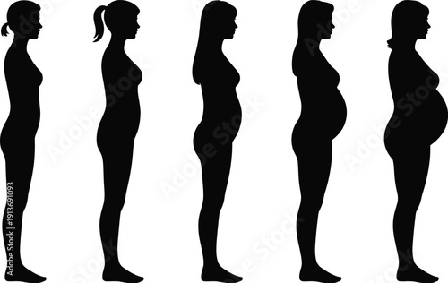 Pregnancy stages silhouette of woman from early to late trimester progression, maternal body changes concept, flat vector illustration