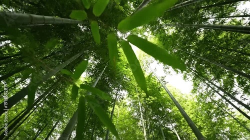 Bamboo forest with sky view.