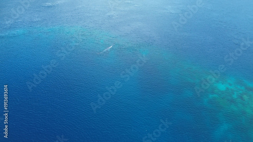 Blue Whale from Above – Aerial Drone View, Raja Ampat, West Papua, Indonesia