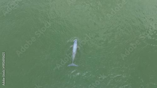 Vászonkép Aerial View of Irrawaddy Dolphins in the Mekong River near Kratie, Cambodia