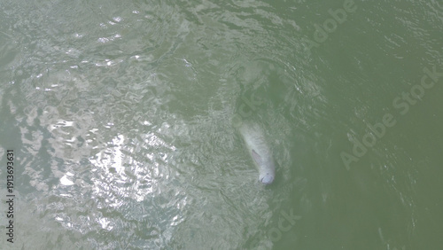 Vászonkép Aerial View of Irrawaddy Dolphins in the Mekong River near Kratie, Cambodia