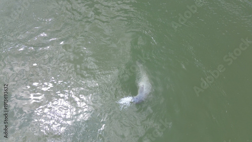 Bild auf Leinwand Aerial View of Irrawaddy Dolphins in the Mekong River near Kratie, Cambodia