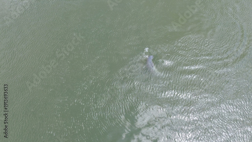 Bild auf Leinwand Aerial View of Irrawaddy Dolphins in the Mekong River near Kratie, Cambodia