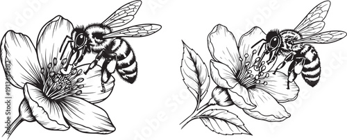 Honey Bee Pollinating Flower Black and White Hand Drawn Botanical Illustration. A silhouette of a detailed hand drawn honeybee on a flower in vintage engraving style.