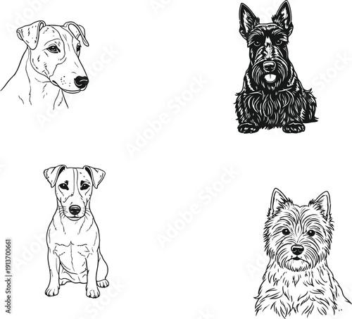 Set of four hand drawn sketches of various terrier dog breeds on a white background