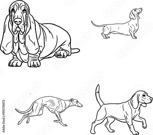 Black and white line art illustrations of four different dog breeds including a basset hound
