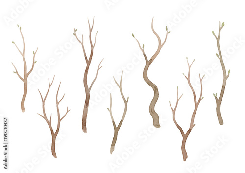 Watercolor-style tree branch illustration／木の枝